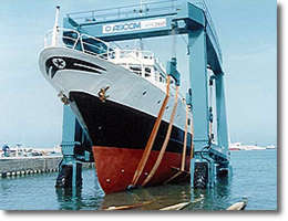 amphibs
